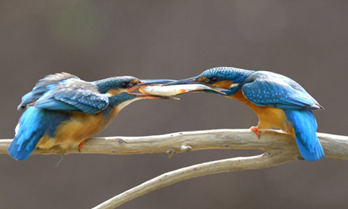 Ảnh đẹp: Người nằm ôm cá sấu