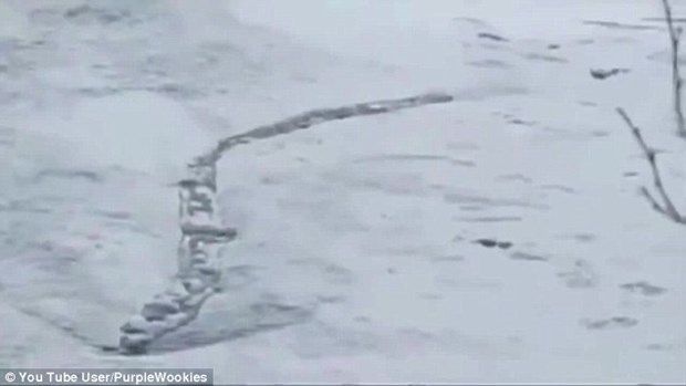 Loài quái vật khổng lồ bất ngờ xuất hiện trên dòng sông băng?