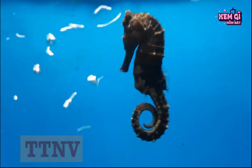 CLIP: Những con vật có tập tính sinh sản "quái dị" nhất