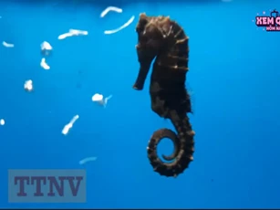 CLIP: Những con vật có tập tính sinh sản "quái dị" nhất