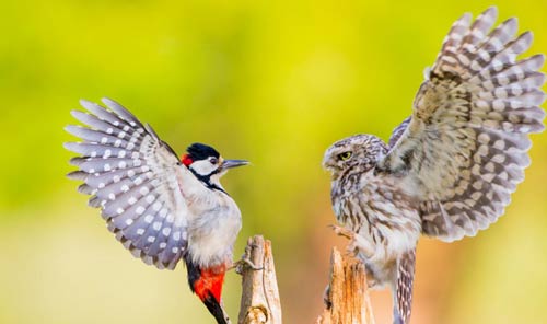 Ảnh đẹp: Chim cú quyết chiến với kẻ thù, vịt con làm bạn với chó