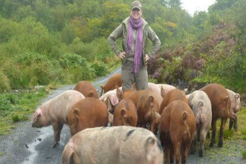 Lợn lập công lớn giúp các nhà khảo cổ học