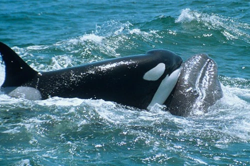Cá voi xám chưa trưởng thành phải bỏ mạng trước sự tấn công của 5 chú cá voi sát thủ.