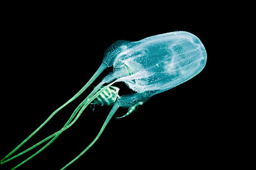 10 loài động vật có nọc độc đáng sợ nhất thế giới