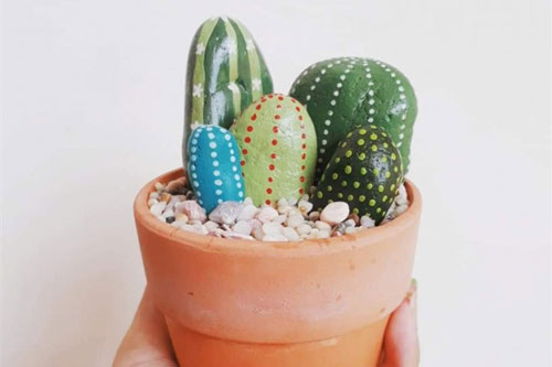 Tự trồng xương rồng "bất tử", nắng gắt vẫn vô tư khoe sắc