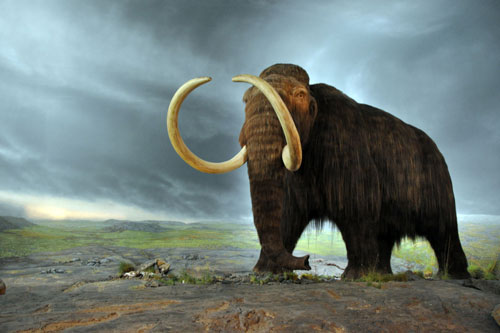 Hé lộ nguyên nhân khiến voi ma mút biến mất