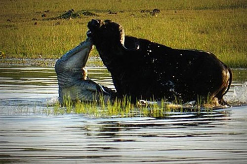 Trâu rừng già ác chiến giành sự sống trước cá sấu