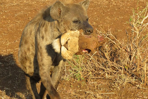 Linh cẩu tha đầu sư tử làm mồi: Hé lộ sự thật