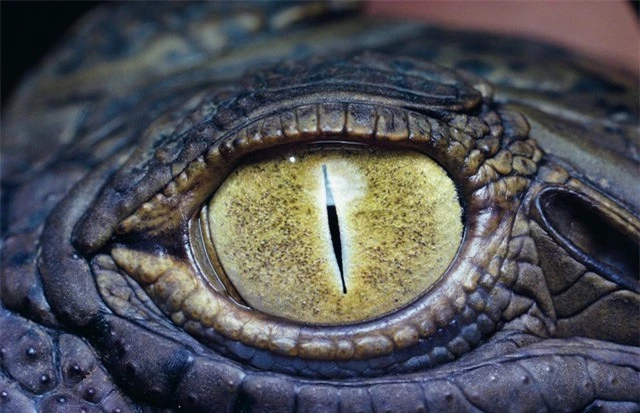 1001 thắc mắc: Vì sao cá sấu có thể giết chết kẻ thù ngay cả khi ngủ? - ảnh 1
