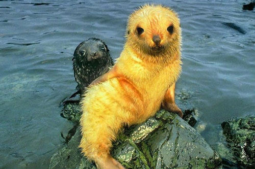 Chú hải cẩu lông vàng trông như Pikachu và loạt động vật sở hữu vẻ ngoài độc đáo