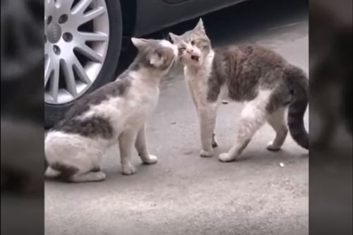 CLIP: "Cười đau bụng" với những khoảnh khắc vui nhộn, hài hước nhất trên mạng xã hội TikTok