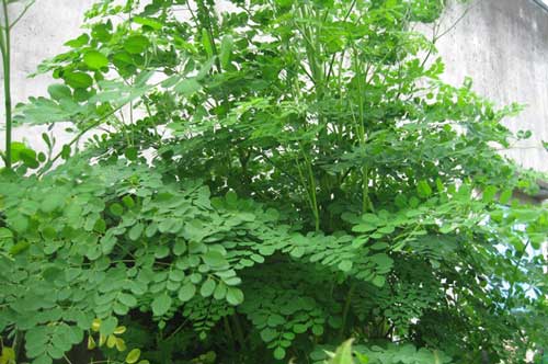 Chùm ngây: "Thần dược" phòng the