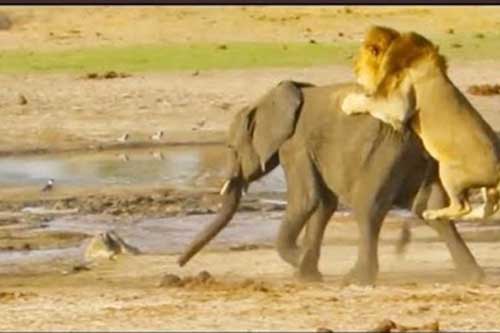 Sư tử nhanh chóng đoạt mạng voi đơn độc