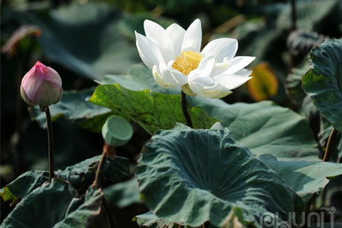 Dịu dàng mùa sen tháng 6