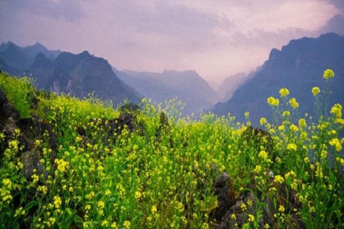 Ảnh: Những mùa hoa đẹp đến 'nhói tim' trên cao nguyên đá Hà Giang