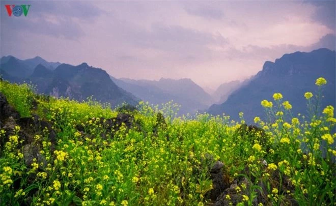 Ảnh: Những mùa hoa đẹp đến nhói tim trên cao nguyên đá Hà Giang - 10