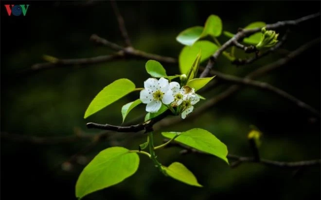 Ảnh: Những mùa hoa đẹp đến nhói tim trên cao nguyên đá Hà Giang - 11