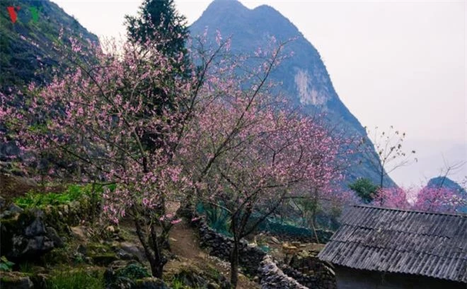 Ảnh: Những mùa hoa đẹp đến nhói tim trên cao nguyên đá Hà Giang - 2