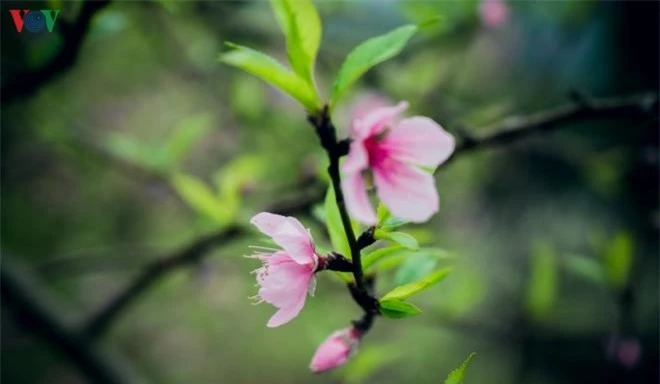 Ảnh: Những mùa hoa đẹp đến nhói tim trên cao nguyên đá Hà Giang - 3