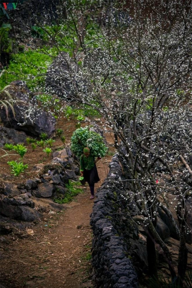 Ảnh: Những mùa hoa đẹp đến nhói tim trên cao nguyên đá Hà Giang - 7