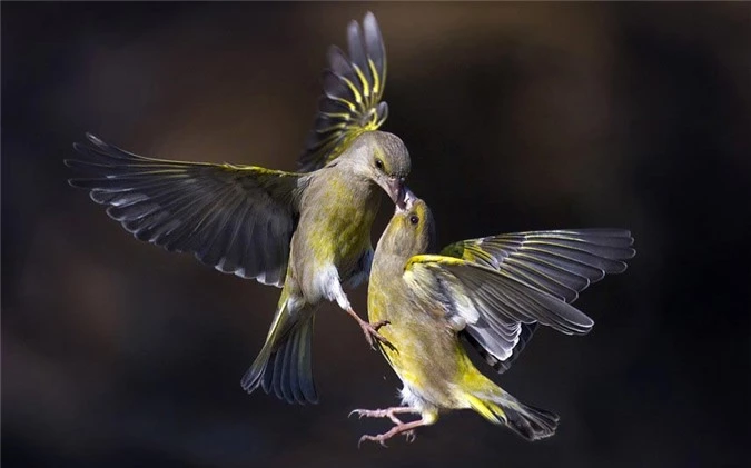 Ảnh đẹp: Chim sẻ không chiến tranh mồi - 1