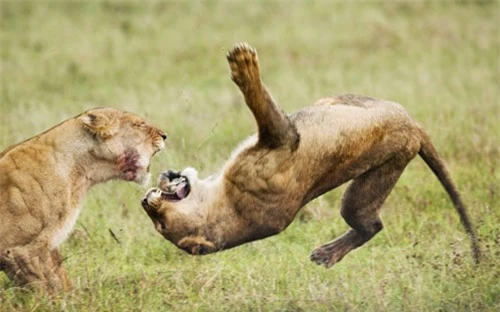 Ảnh đẹp: Sư tử đánh nhau ác liệt trên đồng cỏ - 2