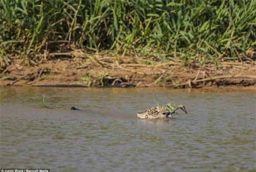 Ảnh: Báo gấm bơi qua sông tấn công cá sấu - 2