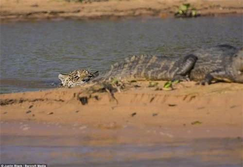 Ảnh: Báo gấm bơi qua sông tấn công cá sấu - 3