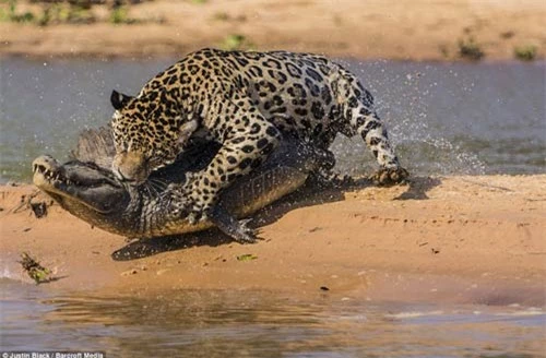 Ảnh: Báo gấm bơi qua sông tấn công cá sấu - 7