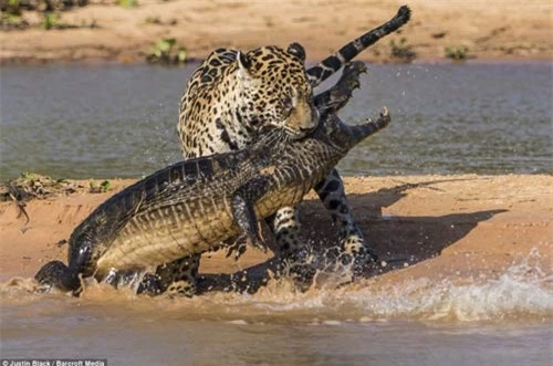 Ảnh: Báo gấm bơi qua sông tấn công cá sấu - 8