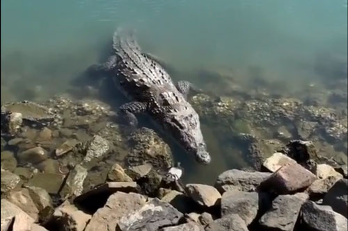 Cá sấu khổng lồ đoạt mạng chim bồ câu trong ‘một nốt nhạc’