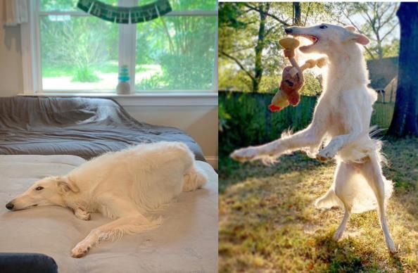 Chú chó bỗng chốc 'nổi như cồn' nhờ... cái mõm quá dài