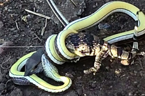 Cận cảnh cuộc tử chiến ác liệt giữa rắn độc và thằn lằn