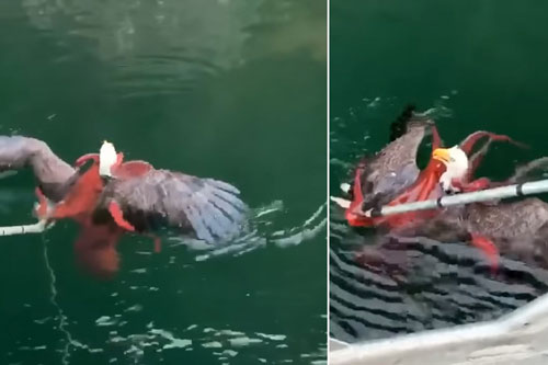 Đại bàng quý hiếm suýt bỏ mạng trước bạch tuộc khổng lồ