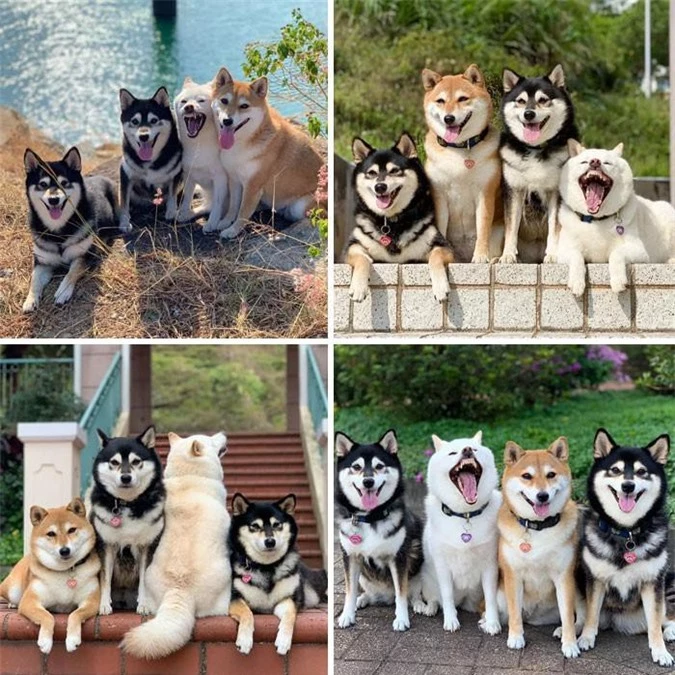 Khuôn mặt gây cười của những chú chó bày đủ trò nghịch ngợm - Hình 10