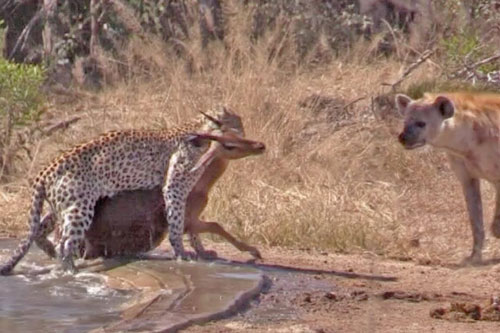 Linh cẩu vô tình giúp linh dương tạo ra màn thoát chết ngoạn mục trước nanh vuốt của báo hoa mai