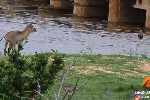 Linh dương Waterbuck mắc sai lầm nghiêm trọng khiến con non chết thảm