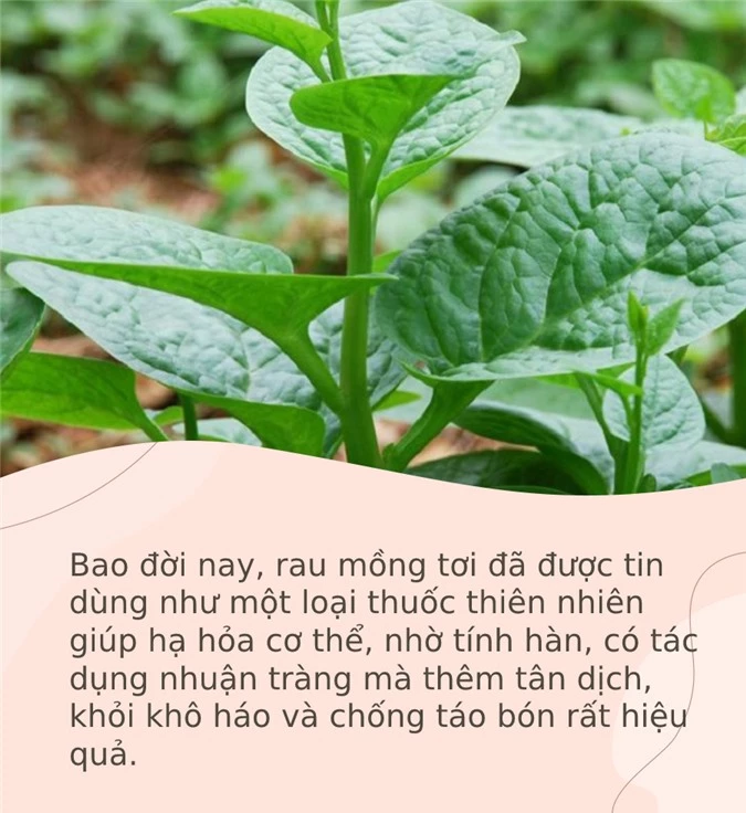 Mồng tơi là &quot;loại rau vua&quot; của mùa hè nhưng 5 nhóm người này dù thèm cũng đừng ăn kẻo mang họa - Ảnh 2.