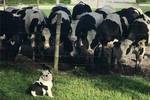 Những khoảnh khắc cực kỳ hài hước của cún cưng