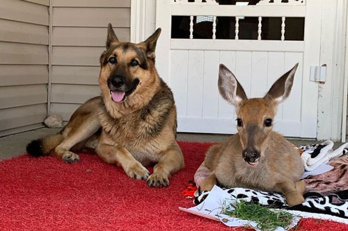 Tình bạn tuyệt vời giữa chó chăn cừu Đức và chú hươu bị bỏ rơi