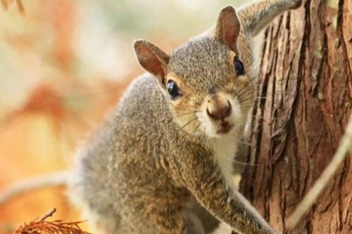 Bạn có biết: Sóc là 'chuyên gia nghe trộm' trong thế giới động vật