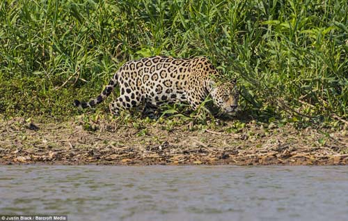 Báo gấm bơi qua sông để tấn công cá sấu