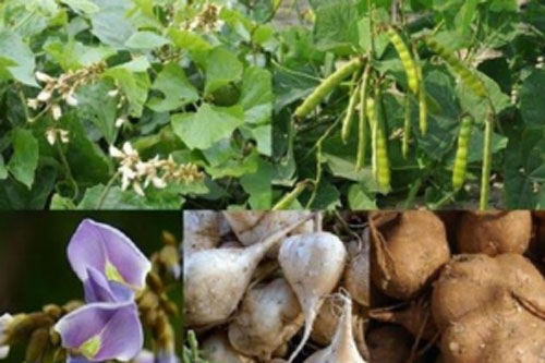 Hạt củ đậu có thể gây chết người