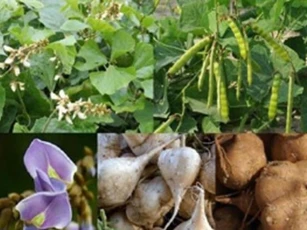 Hạt củ đậu có thể gây chết người
