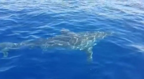 Khoảnh khắc lo sợ đứng ngồi không yên khi cá mập trắng khổng lồ rình rập tấn công thuyền