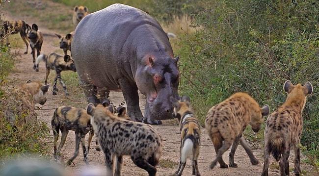 Cuộc hỗn chiến giành mồi của hà mã, linh cẩu và chó hoang