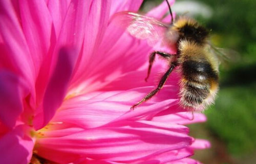 Chỉ bằng một hành động nhỏ, loài ong đã khiến giới khoa học phải ngỡ ngàng vì sở hữu IQ cao