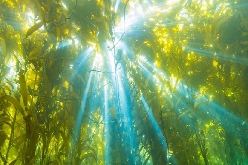 Sự thật về cách sản xuất năng lượng sử dụng được từ thực vật