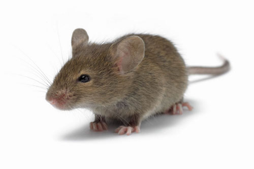 5 ngày đầu tháng 5 Âm lịch, những con giáp này dễ phát tài phát lộc, 'tiền đè ngộp thở'