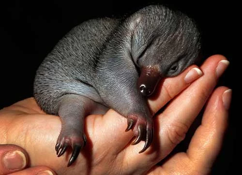 Một con thú lông nhím 55 ngày tuổi nằm trên tay một nhân viên thú y trong vườn thú Taronga ở Sydney, Australia.